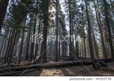 Giant sequoias at Yosemite National Park 44165776
