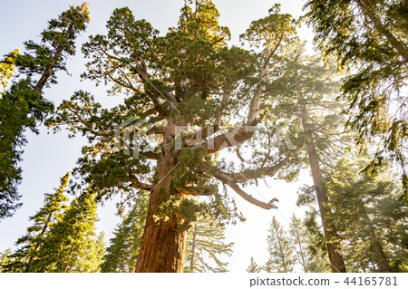 Grizzly giant is one of the biggest Grizzly giant is one of the biggest 44165781