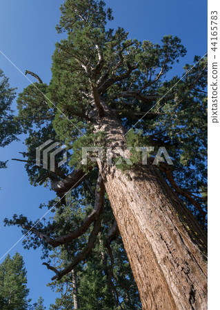 Grizzly giant is one of the biggest trees 44165783