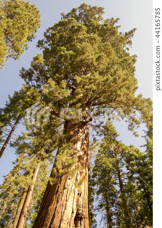 Grizzly giant is one of the biggest trees Grizzly giant is one of the biggest trees 44165785
