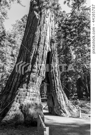 California tunnel tree at Mariposa grove California tunnel tree at Mariposa grove 44165787