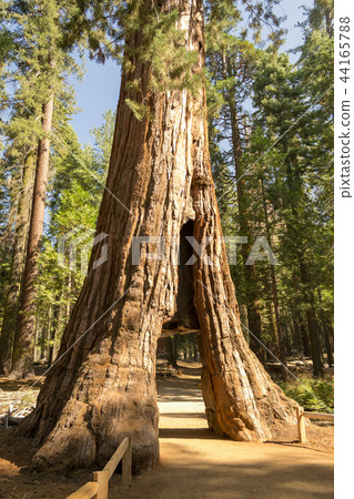 California tunnel tree at Mariposa grove 44165788