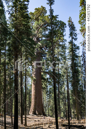 Grizzly giant is one of the biggest trees 44165792