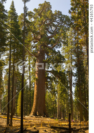 Grizzly giant is one of the biggest trees 44165793