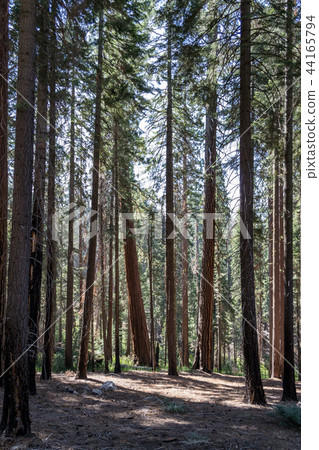 Giant sequoias at Yosemite National Park Giant sequoias at Yosemite National Park 44165794