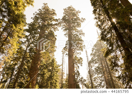 Giant sequoias at Yosemite National Park Giant sequoias at Yosemite National Park 44165795
