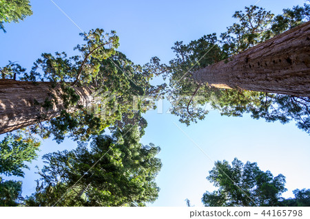 Giant sequoias at Yosemite National Park Giant sequoias at Yosemite National Park 44165798