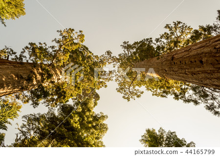 Giant sequoias at Yosemite National Park Giant sequoias at Yosemite National Park 44165799