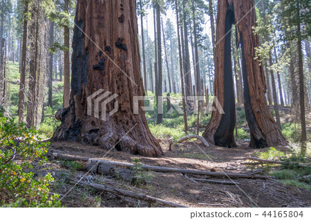 Clothespin tree at Mariposa grove in Yosemite Clothespin tree at Mariposa grove in Yosemite 44165804