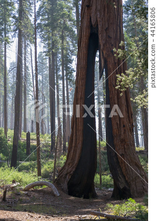 Clothespin tree at Mariposa grove in Yosemite 44165806