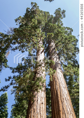Faithfull couple at Yosemite National Park 44165808