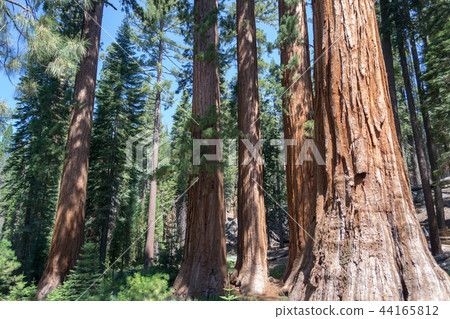 Mariposa tree at Yosemite National Park Mariposa tree at Yosemite National Park 44165812