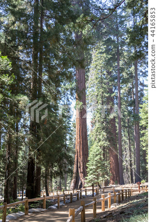 Giant sequoias at Yosemite National Park 44165853
