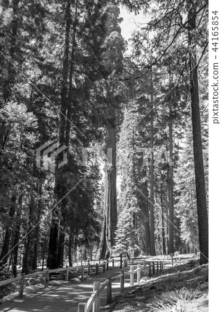 Giant sequoias at Yosemite National Park Giant sequoias at Yosemite National Park 44165854