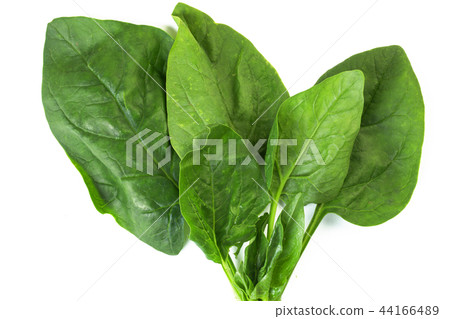 spinach leaves spinach leaves 44166489