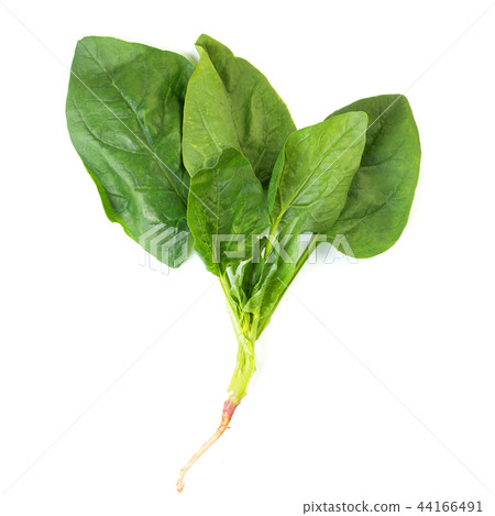 spinach leaves spinach leaves 44166491