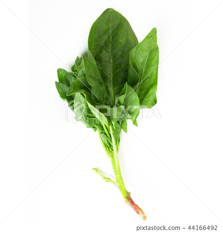 spinach leaves 44166492