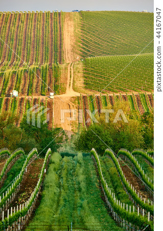 Vineyards in California, USA 44167047