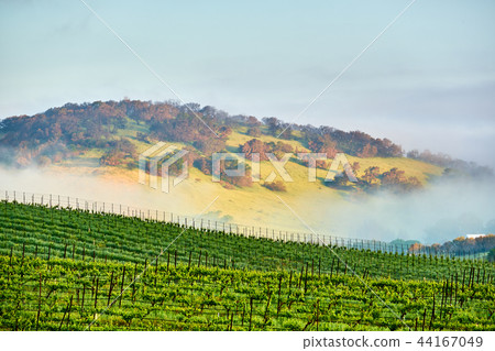 Vineyards in California, USA 44167049