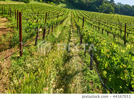 Vineyards in California, USA 44167051