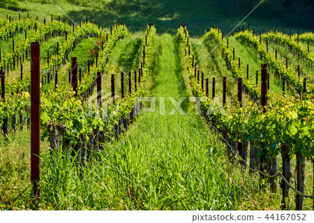 Vineyards in California, USA 44167052