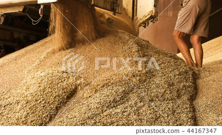 Dumping grain in storage facility. Dumping grain in storage facility. 44167347