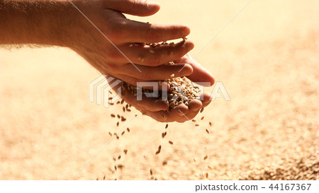 Grain wheat on man hands. Grain wheat on man hands. 44167367