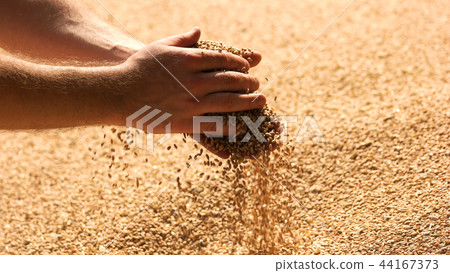 Grains of wheat in hands of the farmer. Grains of wheat in hands of the farmer. 44167373