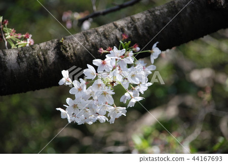 Inokashira Park Cherry Blossoms Inokashira Park Cherry Blossoms 44167693