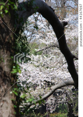 Inokashira Park Cherry Blossoms Inokashira Park Cherry Blossoms 44167697