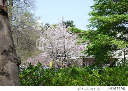 Inokashira Park Cherry Blossoms Inokashira Park Cherry Blossoms 44167698