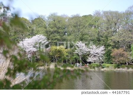 Cherry blossoms at Inokashira Park Cherry blossoms at Inokashira Park 44167791
