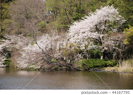 Cherry blossoms at Inokashira Park Cherry blossoms at Inokashira Park 44167795