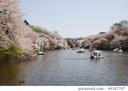 Cherry blossoms at Inokashira Park 44167797