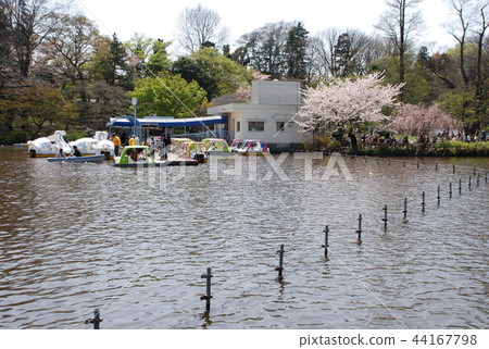 Cherry blossoms at Inokashira Park 44167798