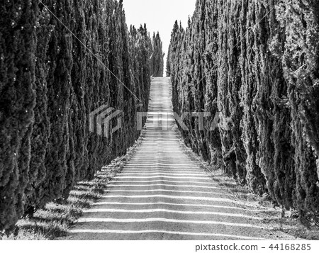 Cypress alley with rural country road, Tuscany, Italy. 44168285