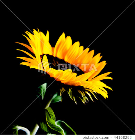 Sunflower isolated on black background. Low key image 44168293