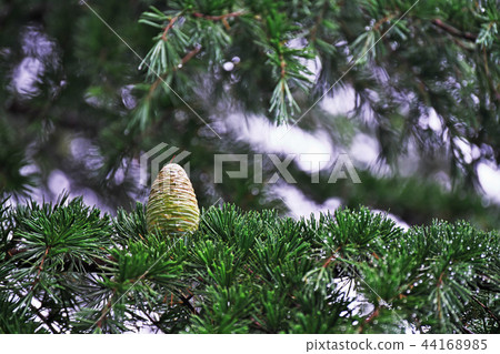 Green cedar 44168985