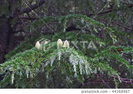 Green cedar 44168987