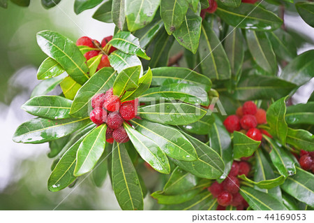 Yamamomo fruits ripened to red Yamamomo fruits ripened to red 44169053