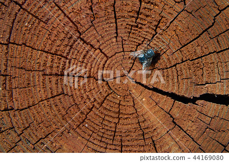 Gray meat fly on the cut of mahogany Gray meat fly on the cut of mahogany 44169080