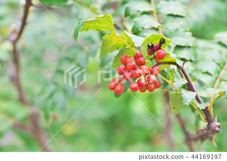 Red Sansho fruit 44169197