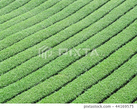 Alishan Xinzhongheng Alishan Xinzhongheng 44169575