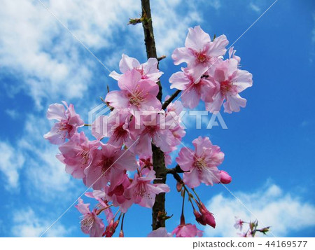 Alishan Xinzhongheng Alishan Xinzhongheng 44169577