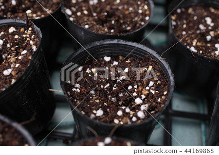 蔬菜苗自家種植播種苗土 蔬菜苗自家種植播種苗土 44169868