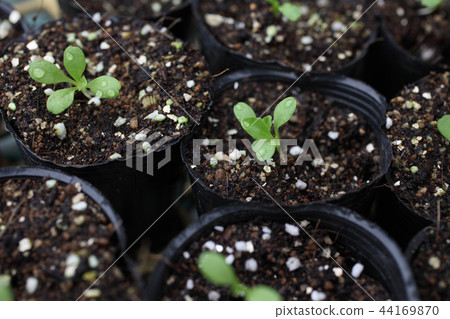 蔬菜苗自行滾動 44169870