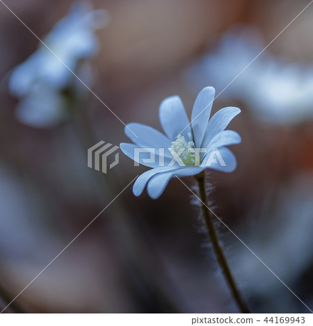 野花,紫菜 野花,紫菜 44169943