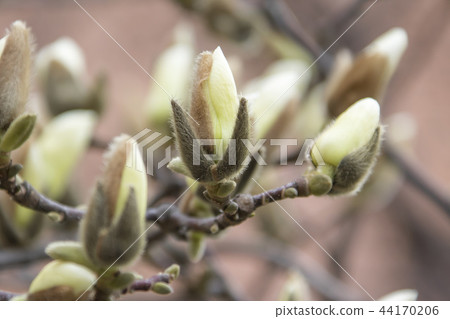magnolia 44170206