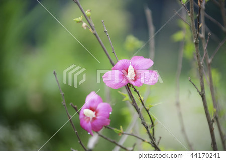 Rose of Sharon 44170241