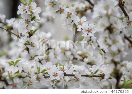 蘋果花 44170265